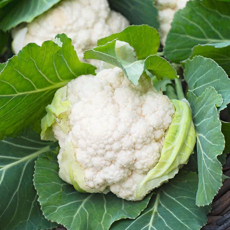 Cauliflower Igloo Quick Growing