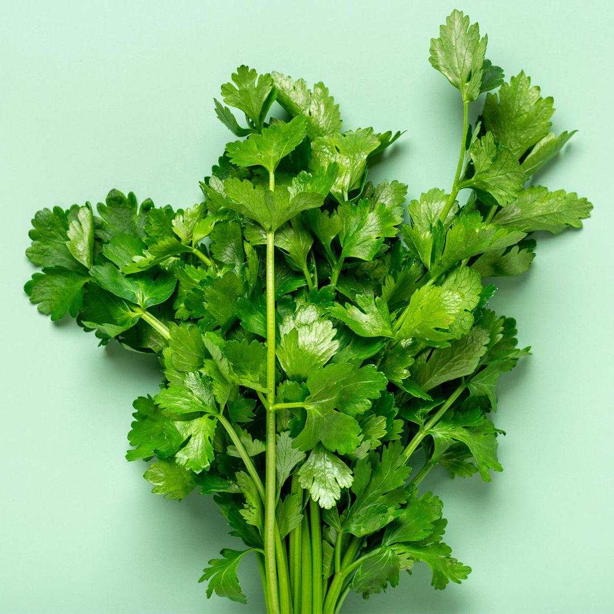 Celery Chinese Kintsai Dark Green