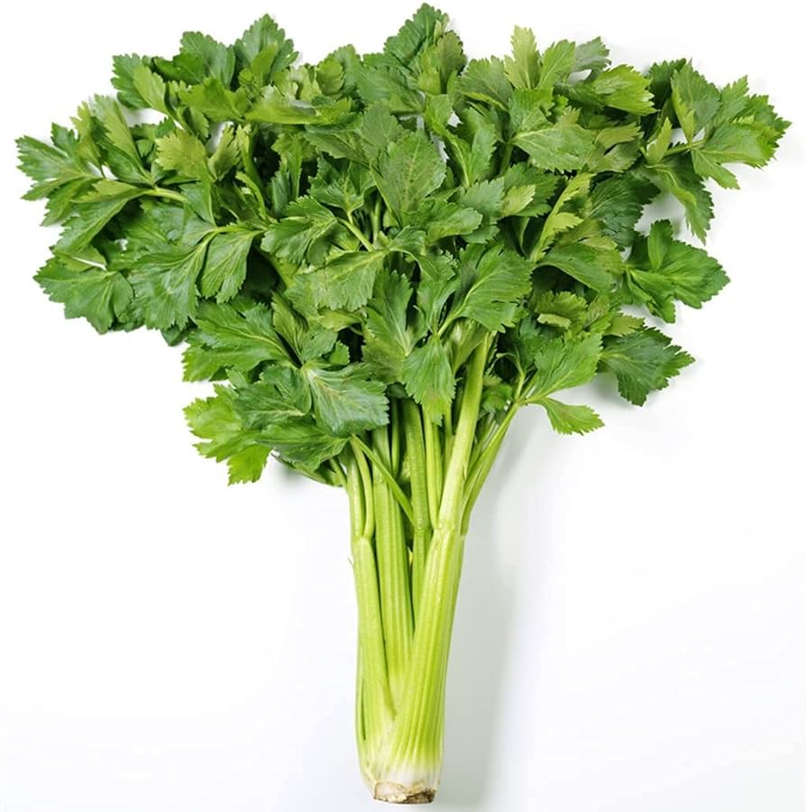 Celery Chinese Kintsai Dark Green