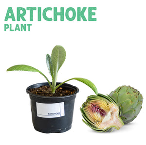 Artichoke Plant Small