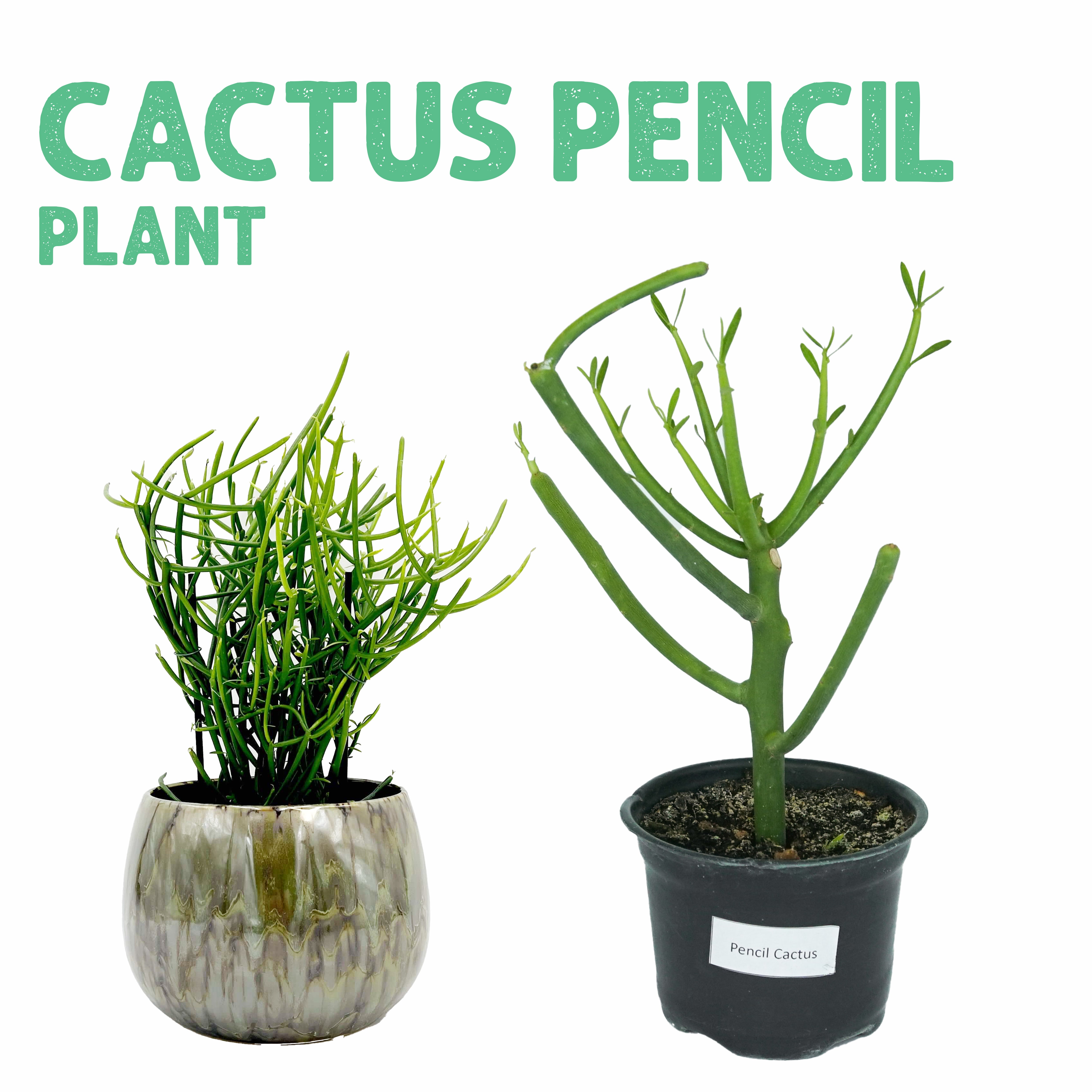 Pencil Cactus Plant – plantnmore