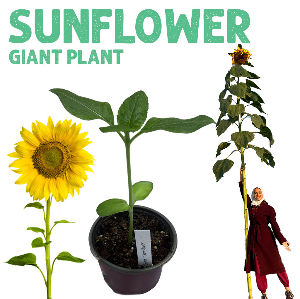 Sunflower Giant Plant