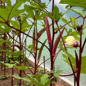 Okra Red Burgundy Plant
