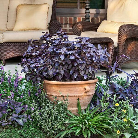 Purple Basil Plant