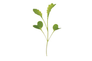 Mustard Microgreen 114g• ميكروجرين الخردل - plantnmore