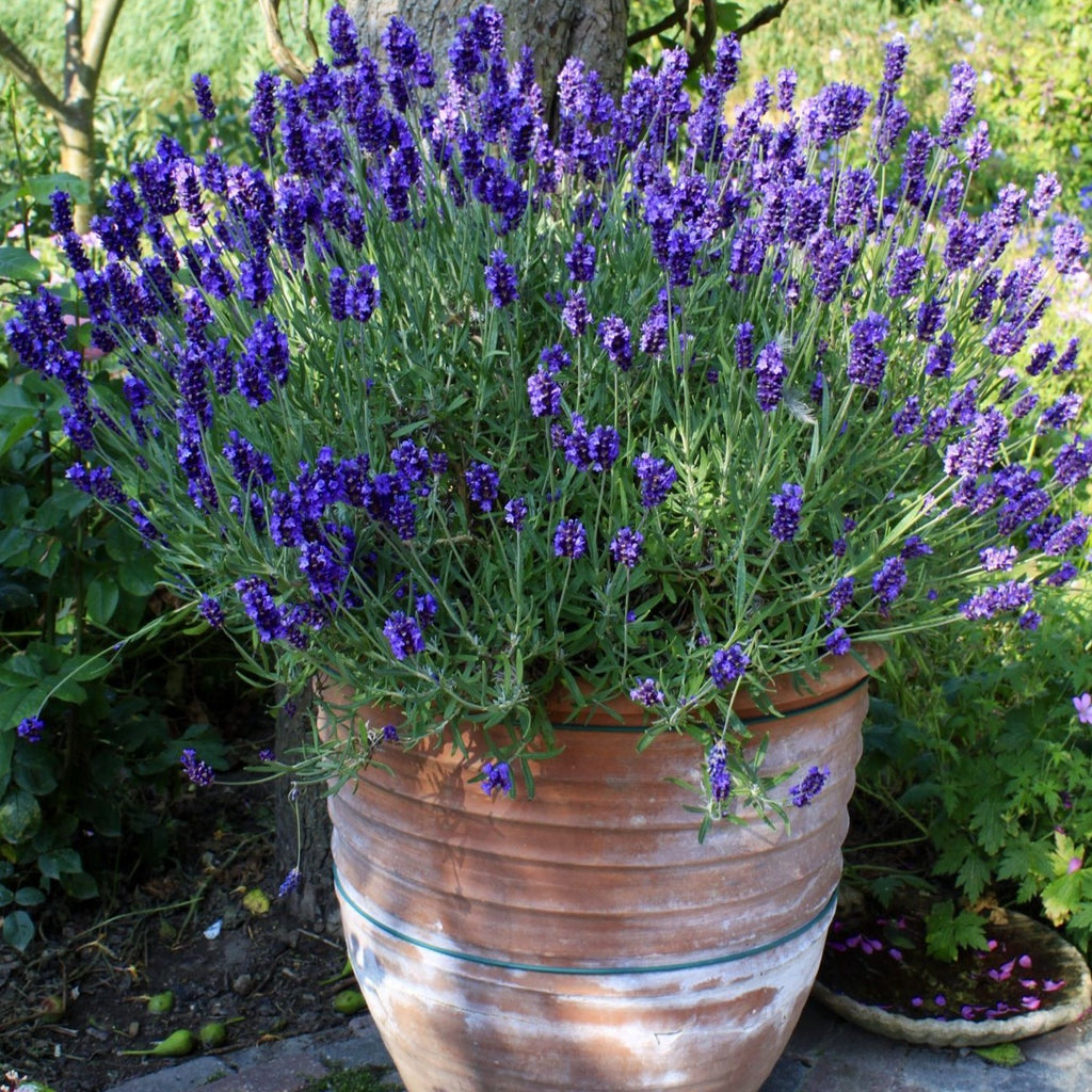 Lavender  • اللافندر - plantnmore