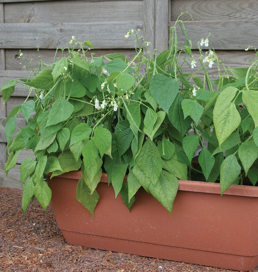 Bush Jade Beans • فاصوليا مناسبة للأحواض - plantnmore