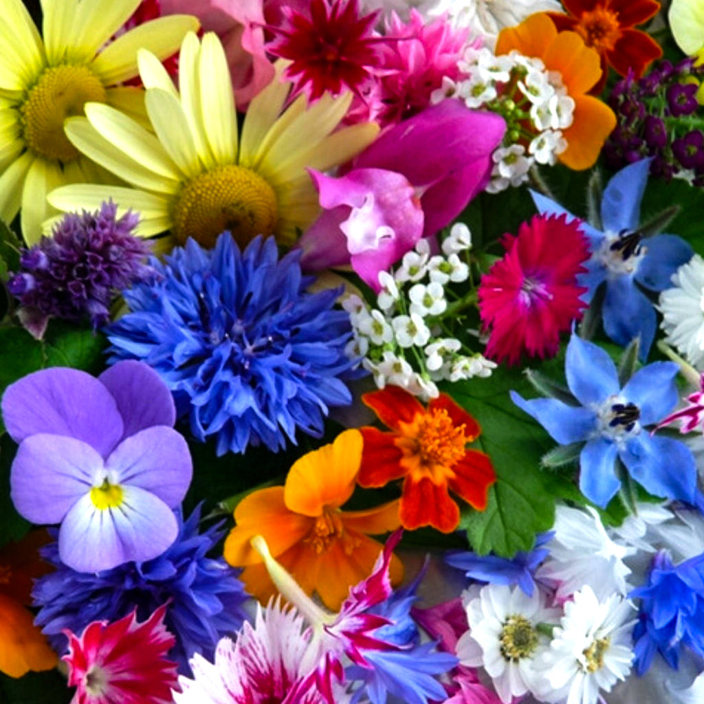 Edible Flower Mix • بذور زهور قابلة للأكل - plantnmore