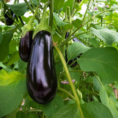 Eggplant Odyssey H