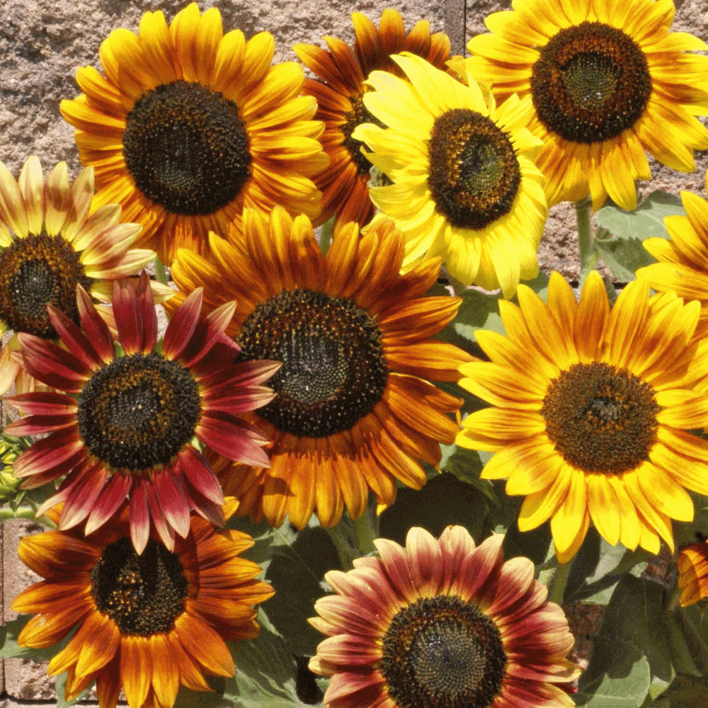 Sunflower Autumn Beauty • دوار الشمس بالألوان الخريفية - plantnmore