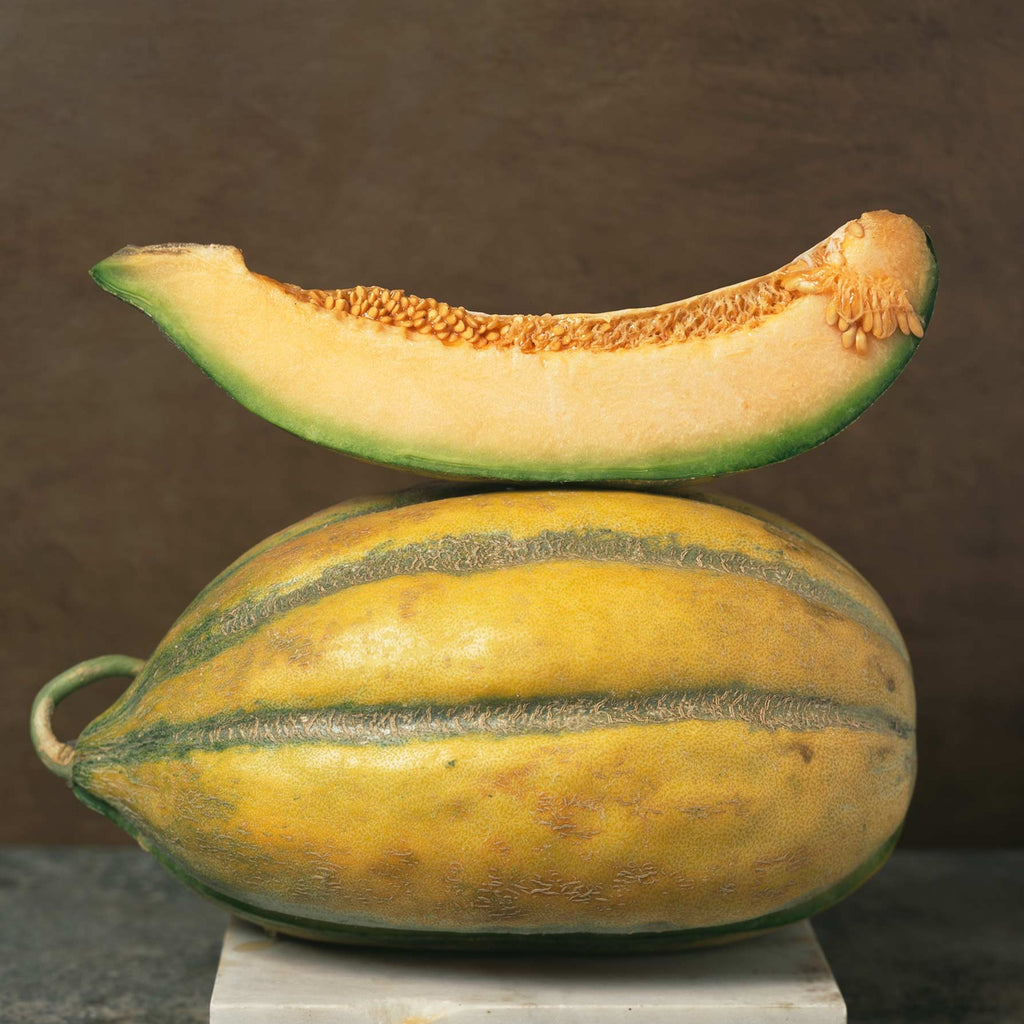Melon Casaba Bidwell  • شمام كبير - plantnmore