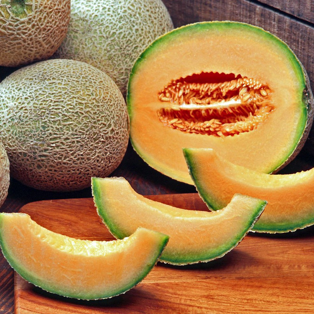 Delicious 51 Melon • شمام مبكر - plantnmore