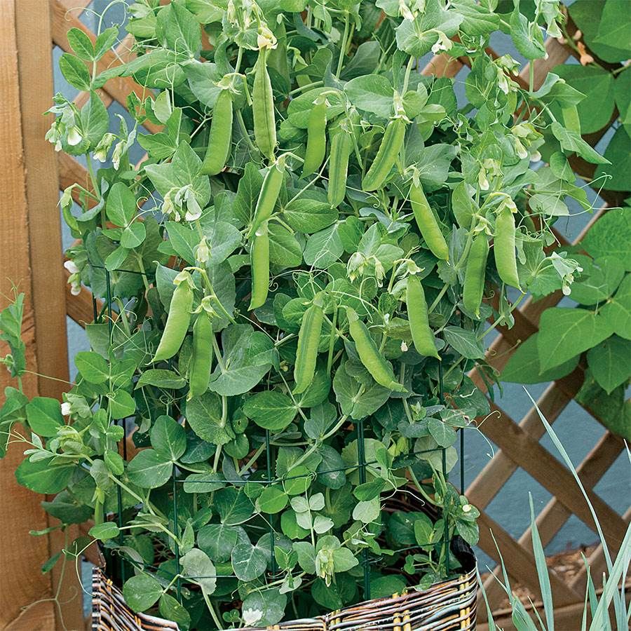 Pea Patio Pride For Containers