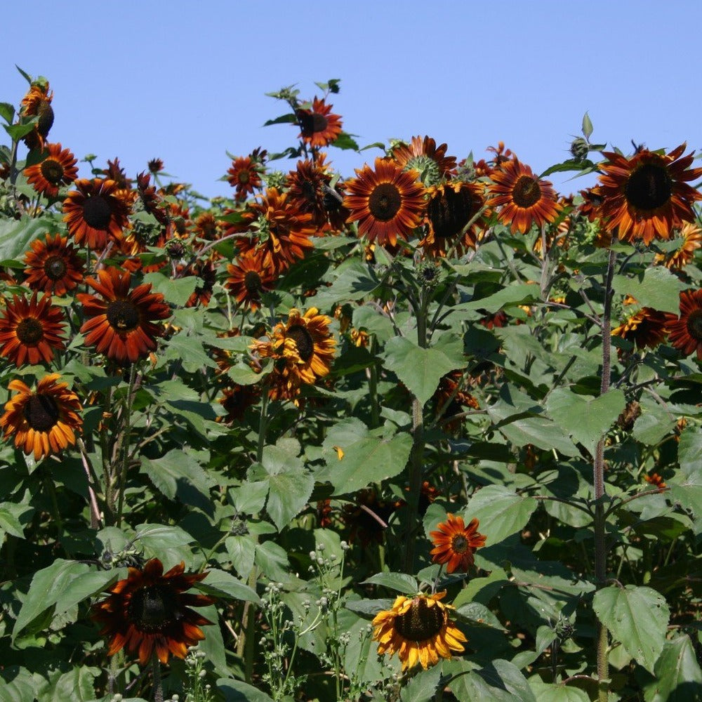 Sunflower Velvet Queen • دوار الشمس المخملي الملكي - plantnmore