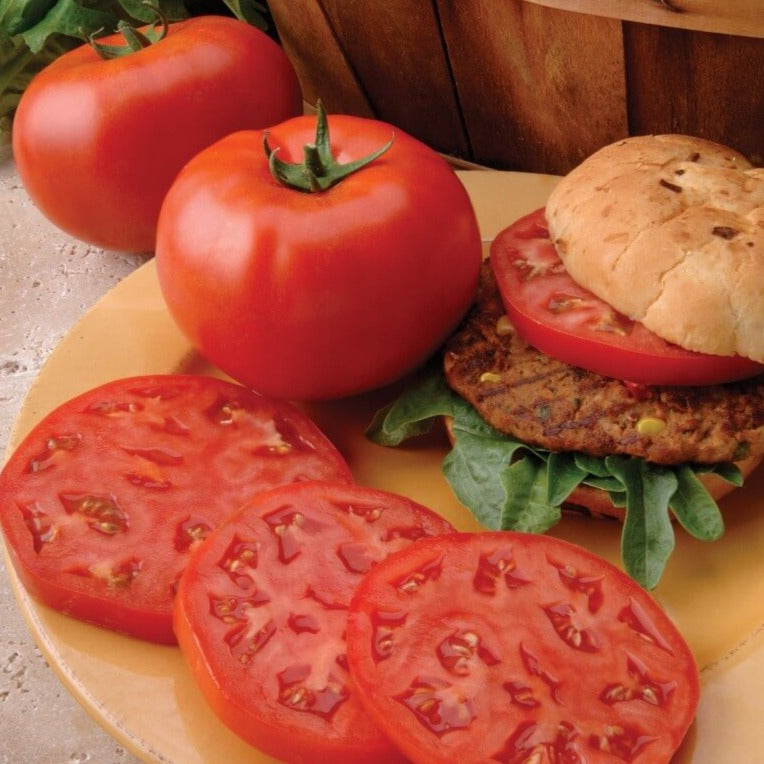 Tomato Big Beef Hybrid • طماطم بق بيف - plantnmore