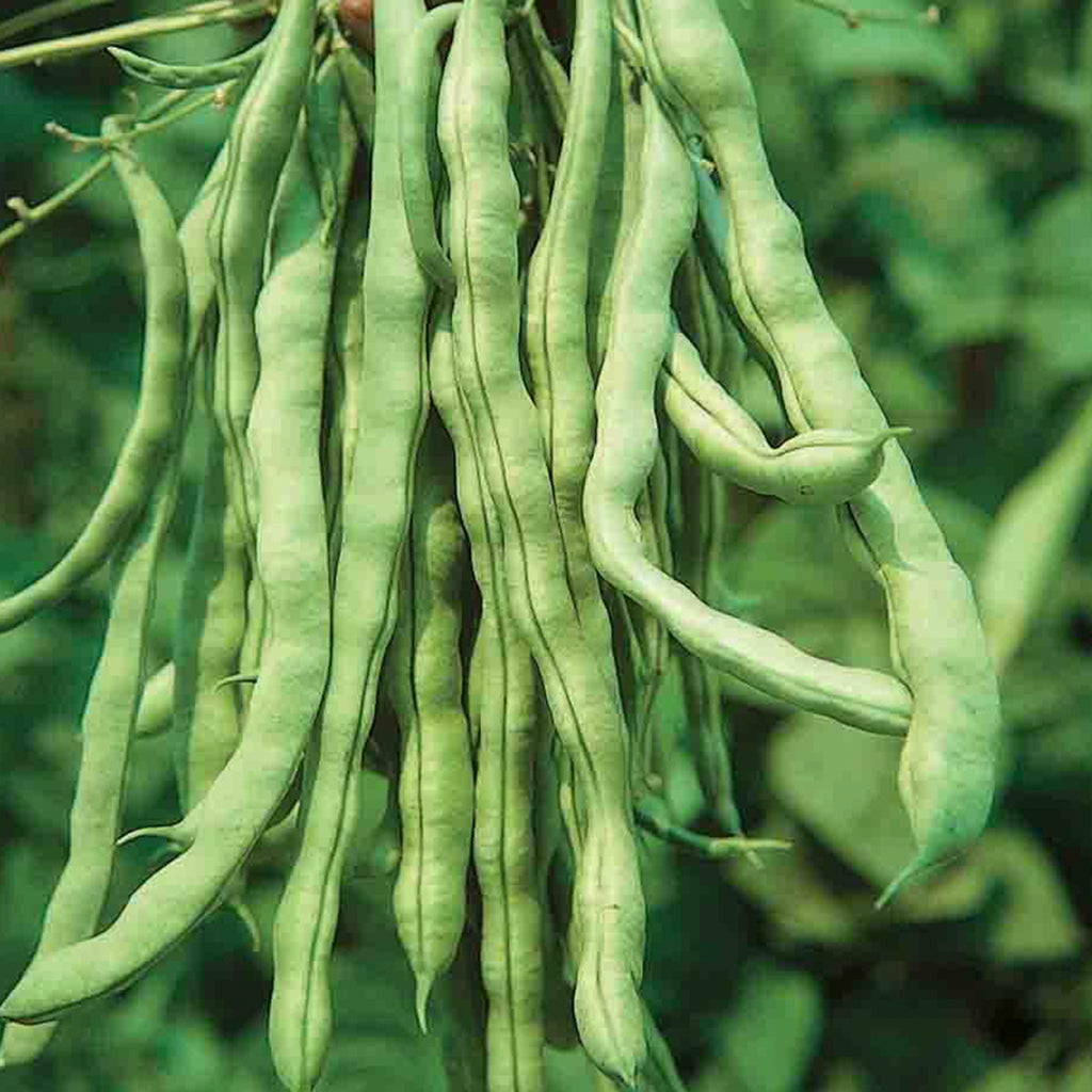 Bean Pole Kentucky • فاصوليا طويلة - plantnmore