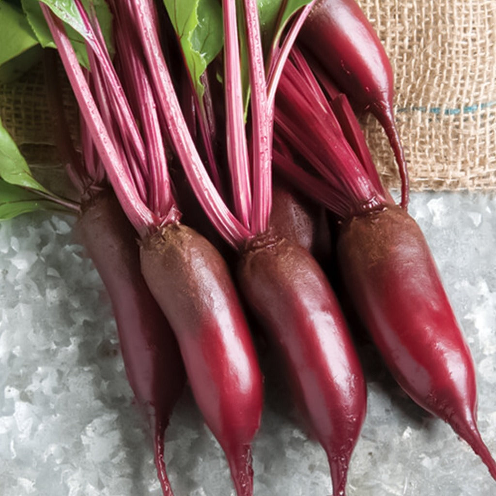 Beetroot Cylindra • شمندر اسطواني طويل - plantnmore