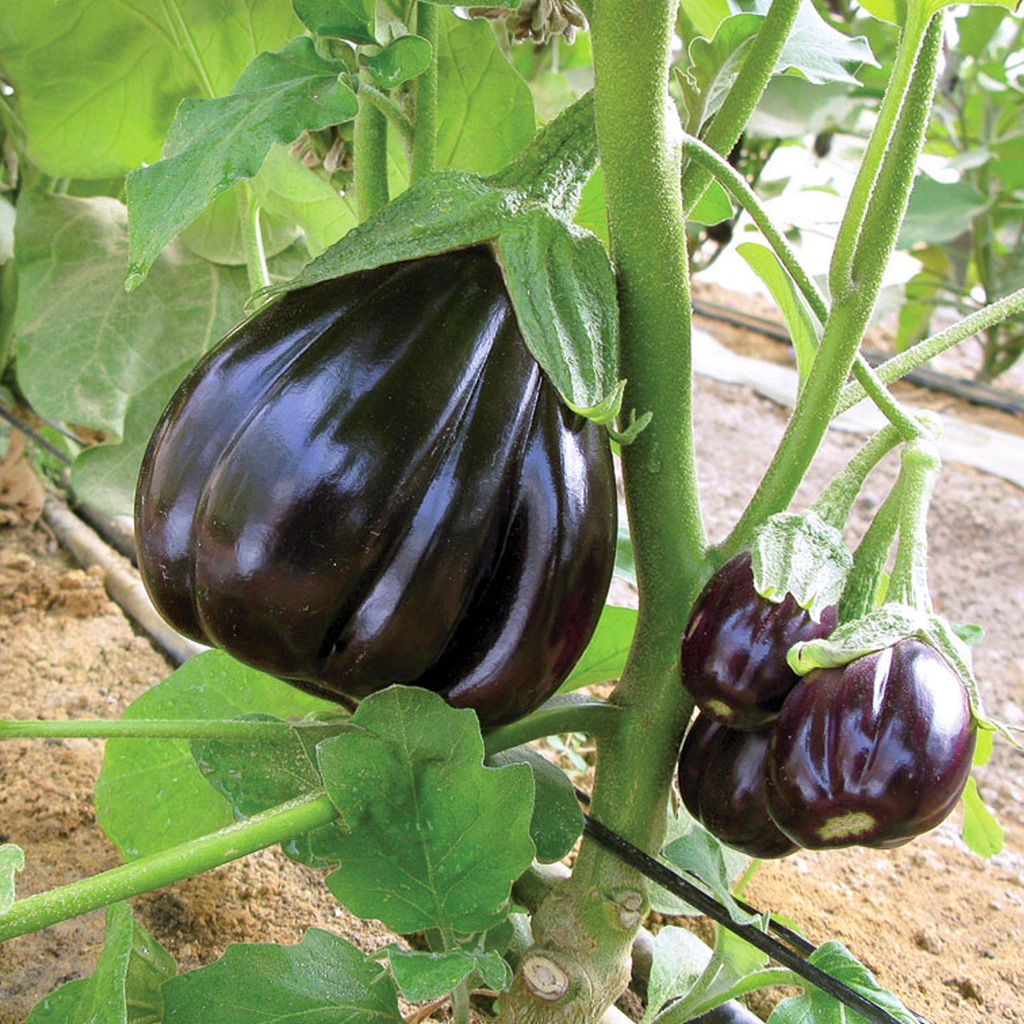 Eggplant Black Beauty • باذنجان السوداء الجميلة - plantnmore