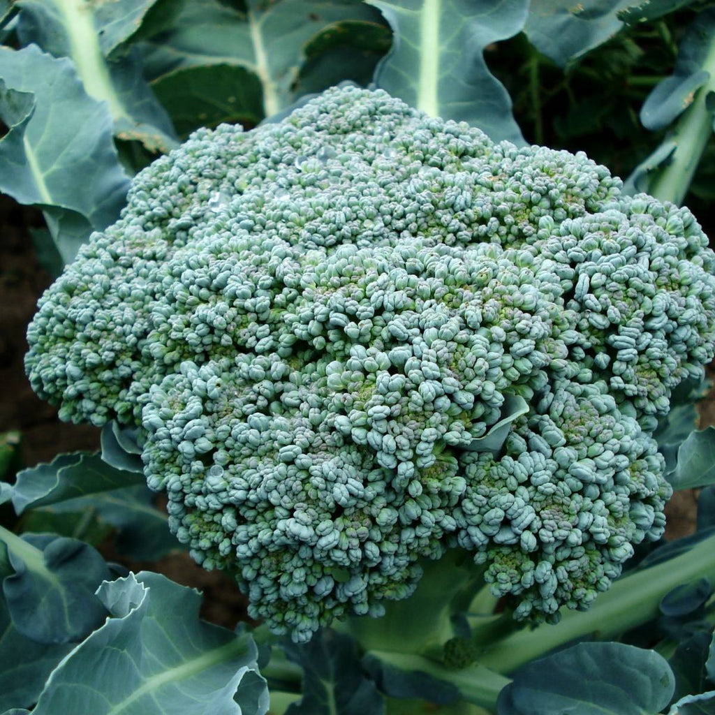 Broccoli Di Cicco • بروكلي دي كيجيو - plantnmore