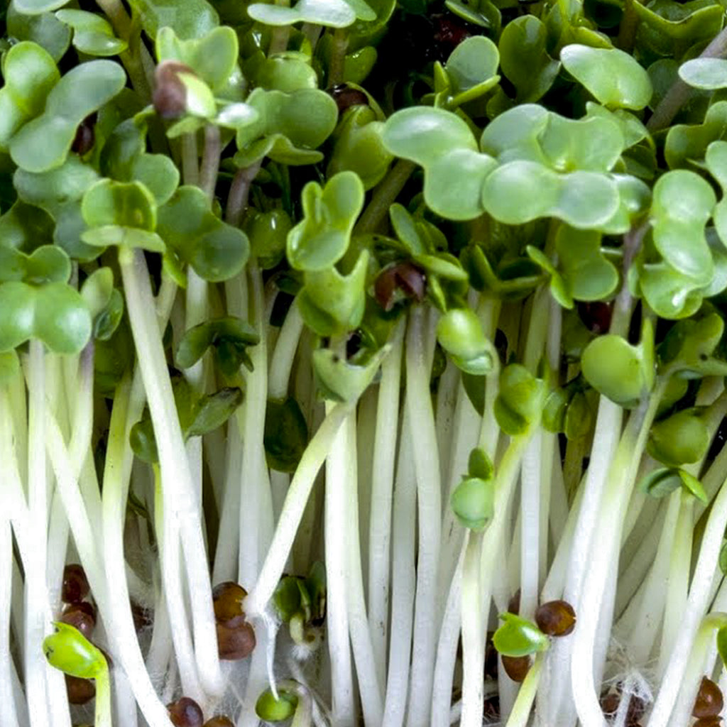 Broccoli Seeds 114g • بروكلي  للاستنبات - plantnmore