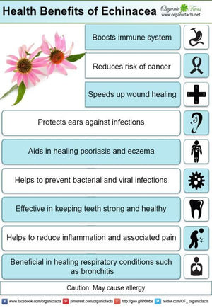 Echinacea Flower • زهرة الشنسا القنفذية - plantnmore