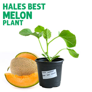 Melon Hale's Best Plant