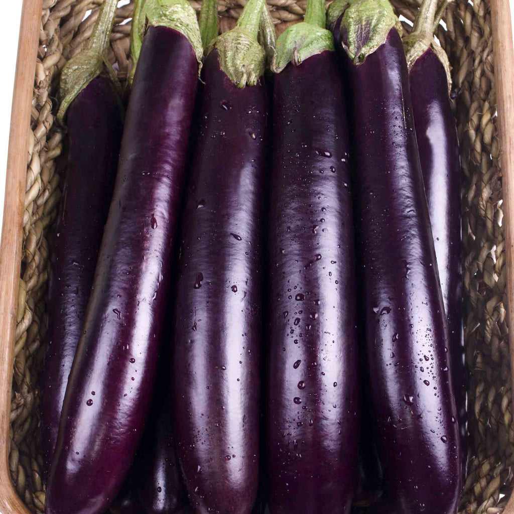 Eggplant Long Purple • باذنجان بنفسجي طويل - plantnmore