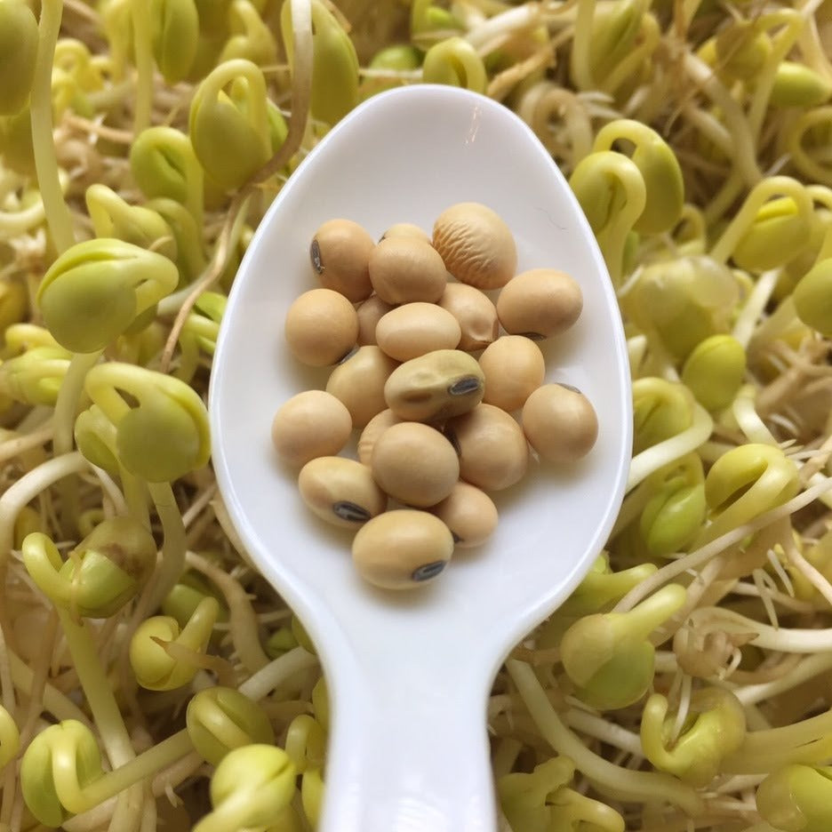 Soybean 227g• صويا - plantnmore