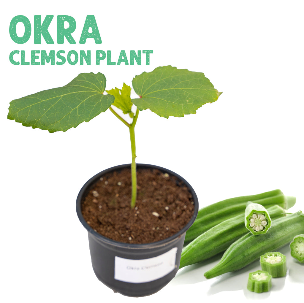 Okra Clemson Plant