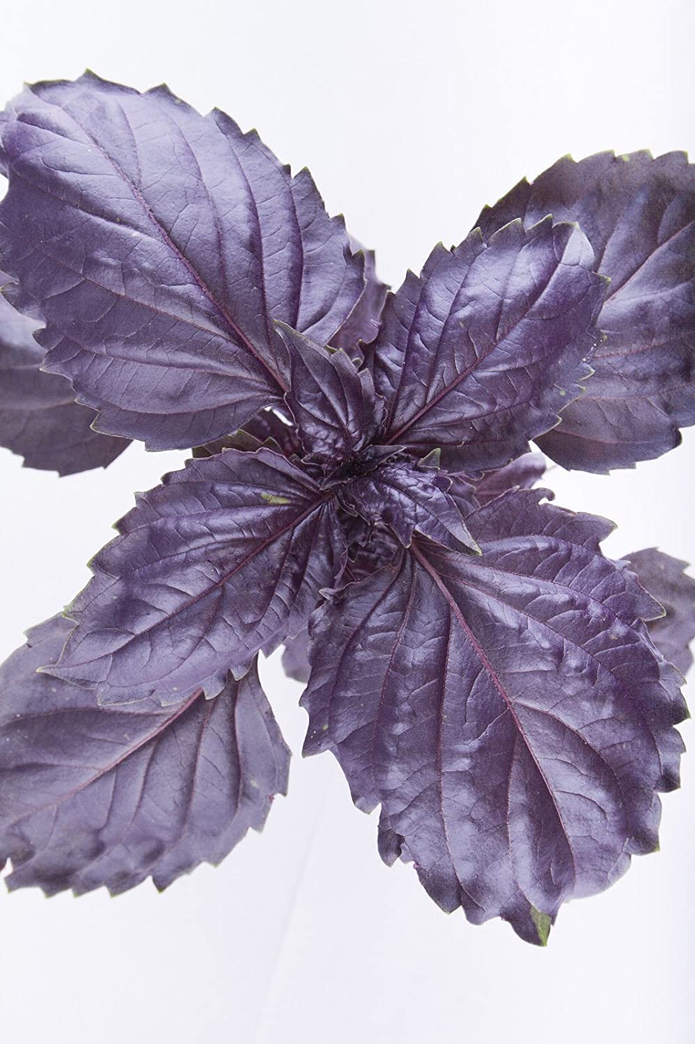 Basil Purple Ruffles • ريحان بنفسجي مجعد - plantnmore