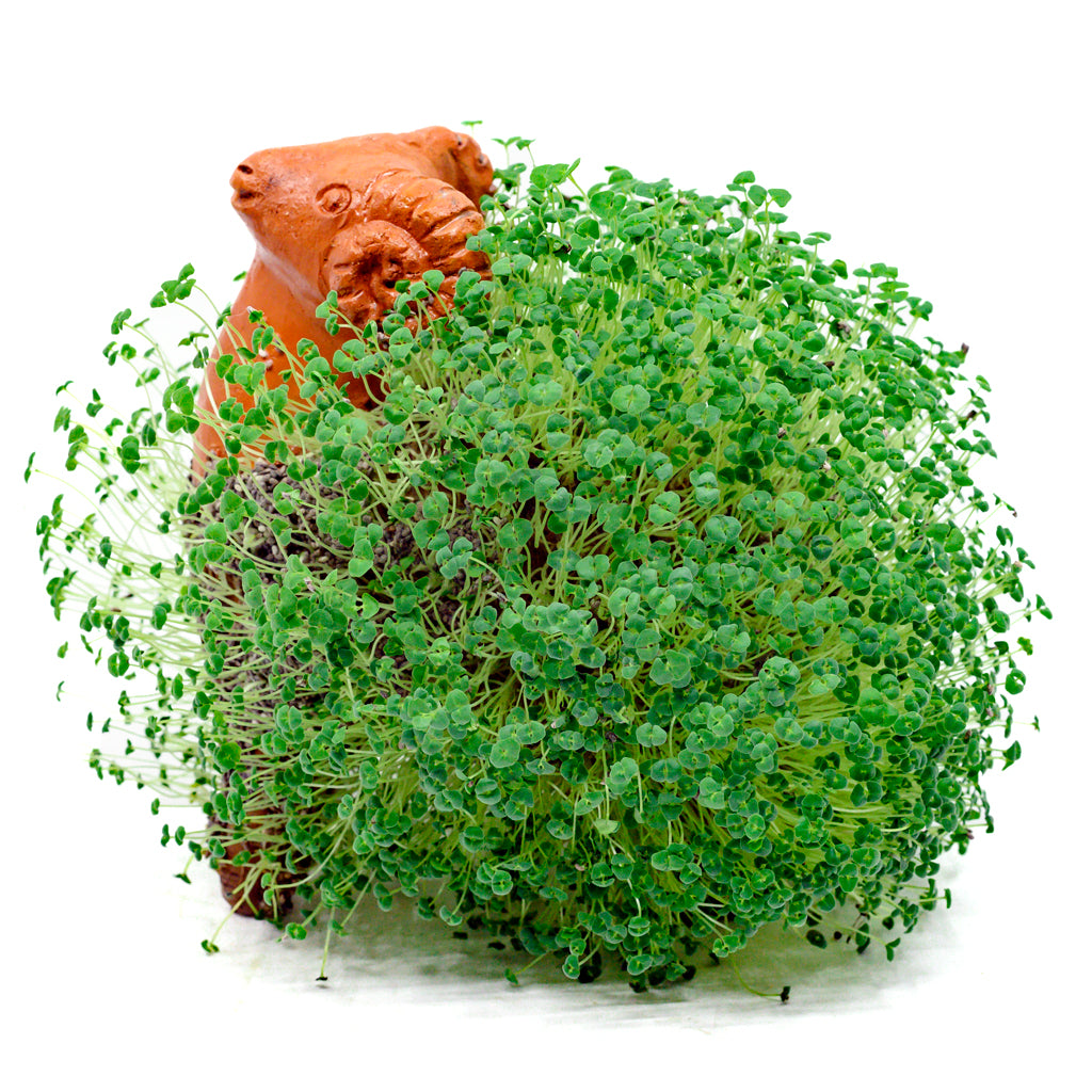 can you plant chia seeds in a pot Growing Fiesta Clay Pot – plantnmore