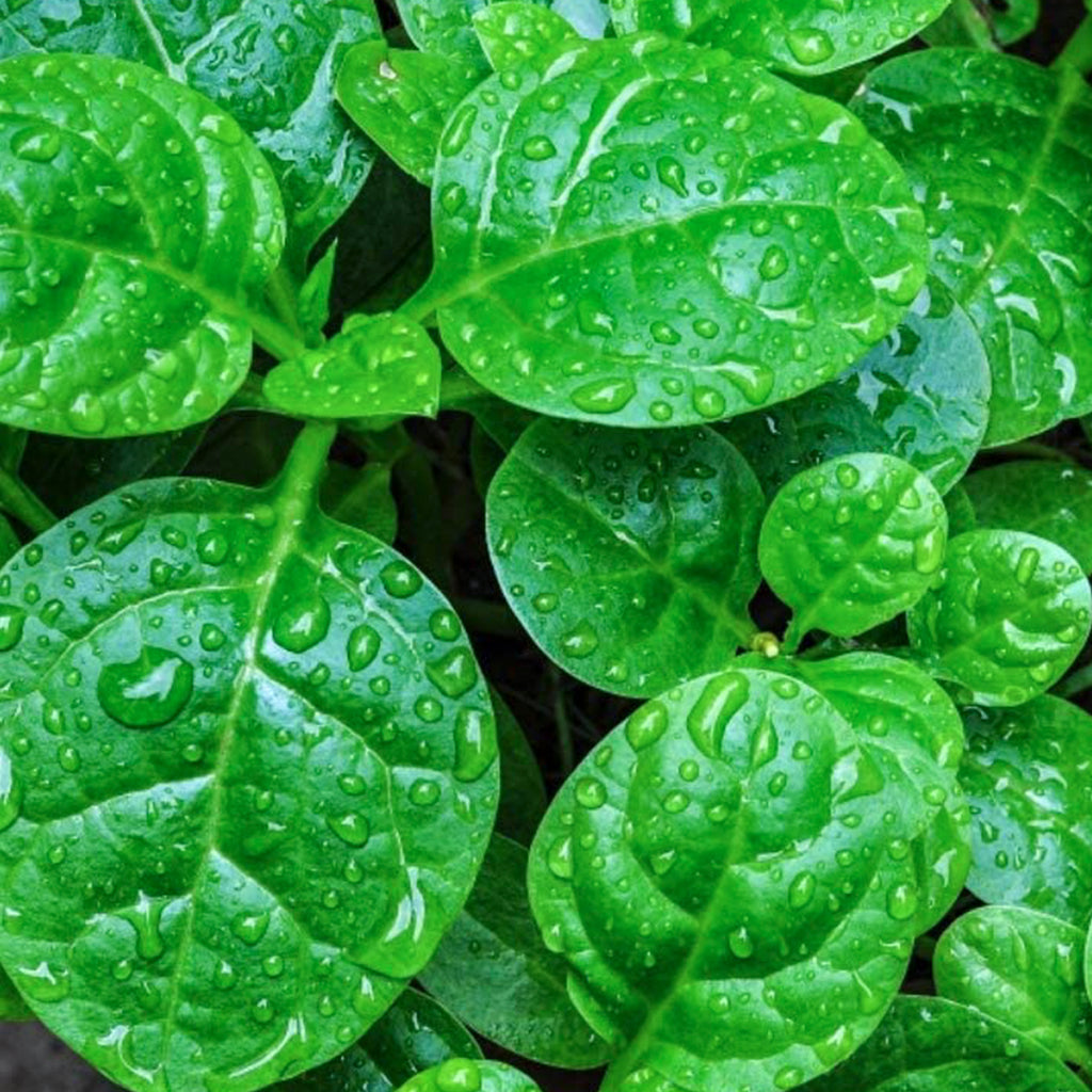 Red Malabar Spinach • سبانخ مالابار أحمر - plantnmore