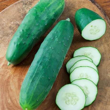 Cucumber Straight Eight •  خيار متوارث - plantnmore