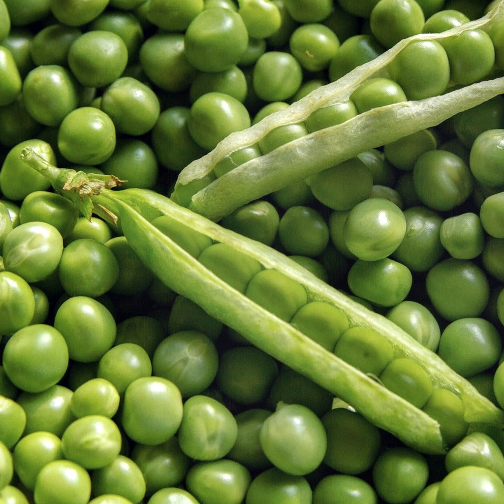 Peas Sugar Snap • بزاليا سكرية - plantnmore