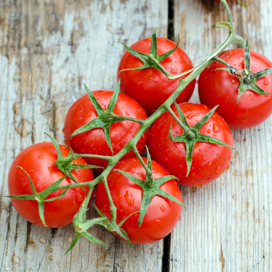 Tomato Large Cherry • طماطم شيري كبير - plantnmore