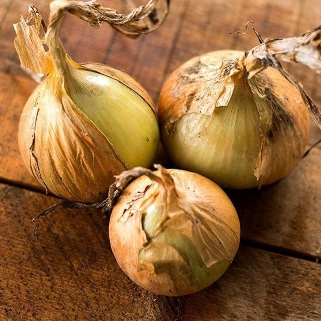 Onion Walla Walla  •بصل حلو - plantnmore