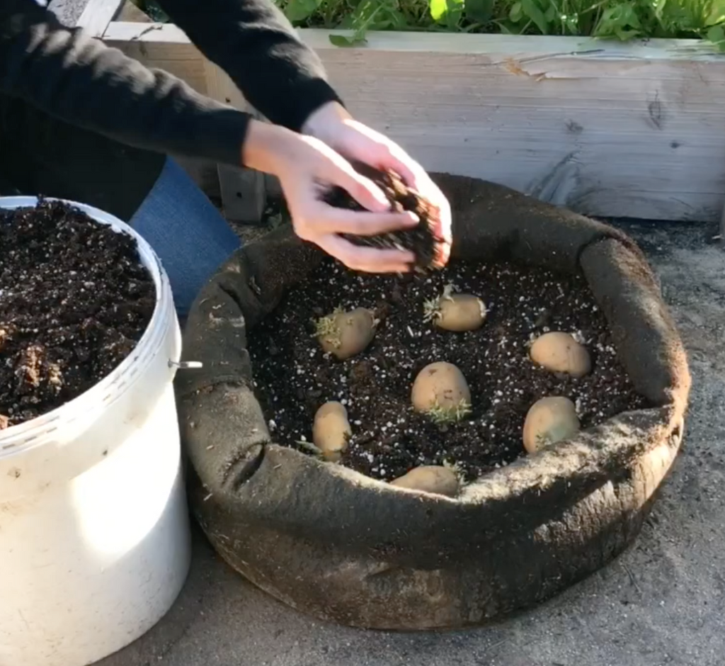 طريقة زراعة البطاط في الاحواض من غير حديقة