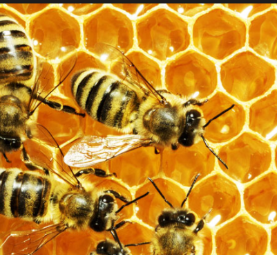 معلومات عن تربية النحل ، و فرز عسل الصيف