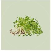 Cover Crops