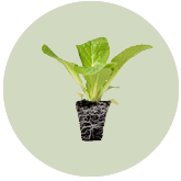 Headstart Seeds