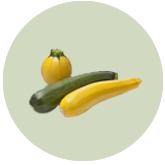 Zucchini