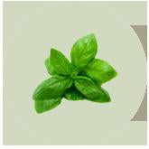 Basil
