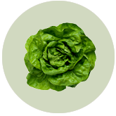 Lettuce