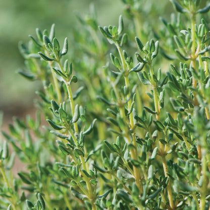 Thyme Winter