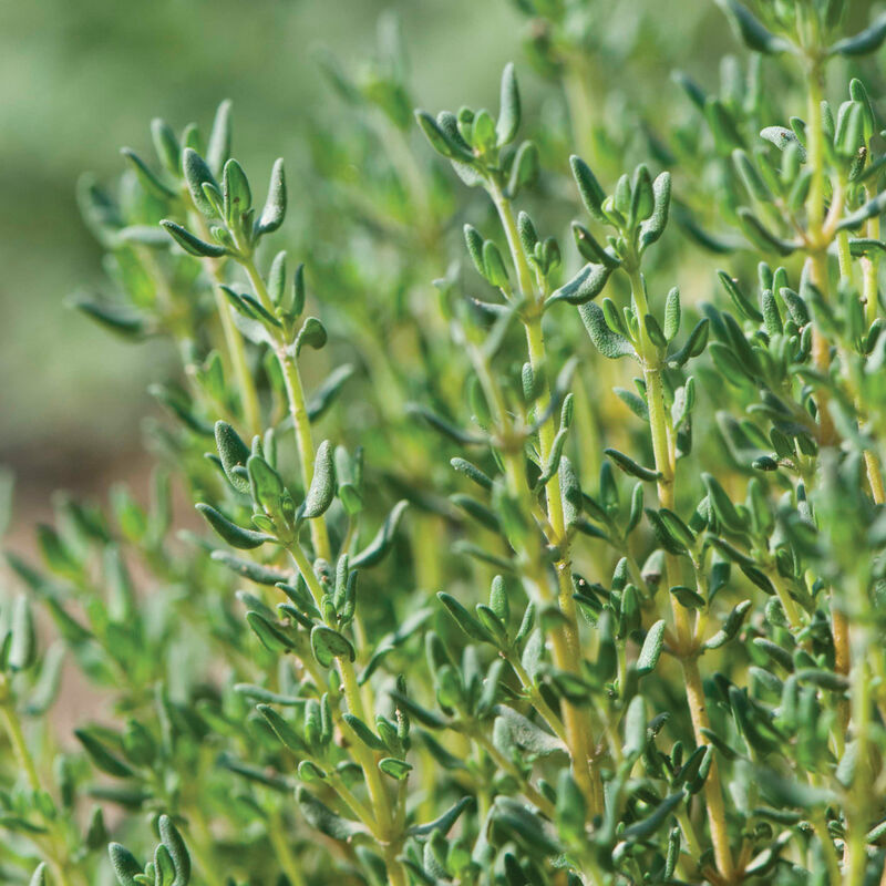 Thyme Winter
