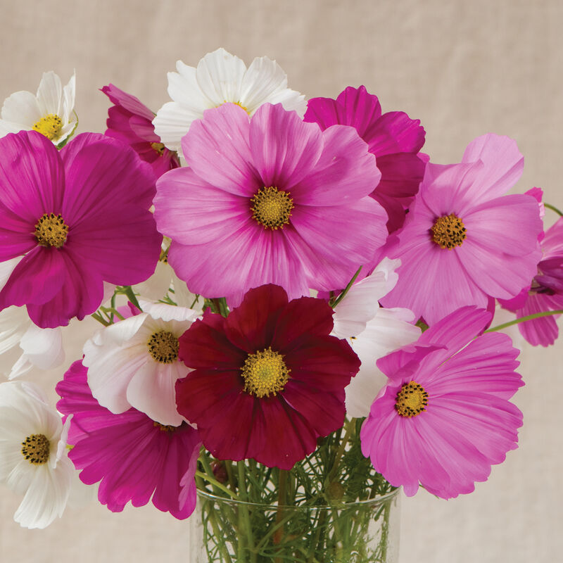 Cosmos Sensation Mix