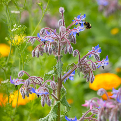 Borage