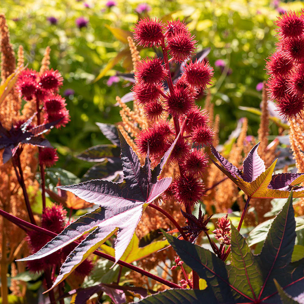 Castor Red Plant