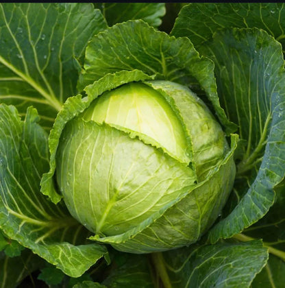 Cabbage Green Express