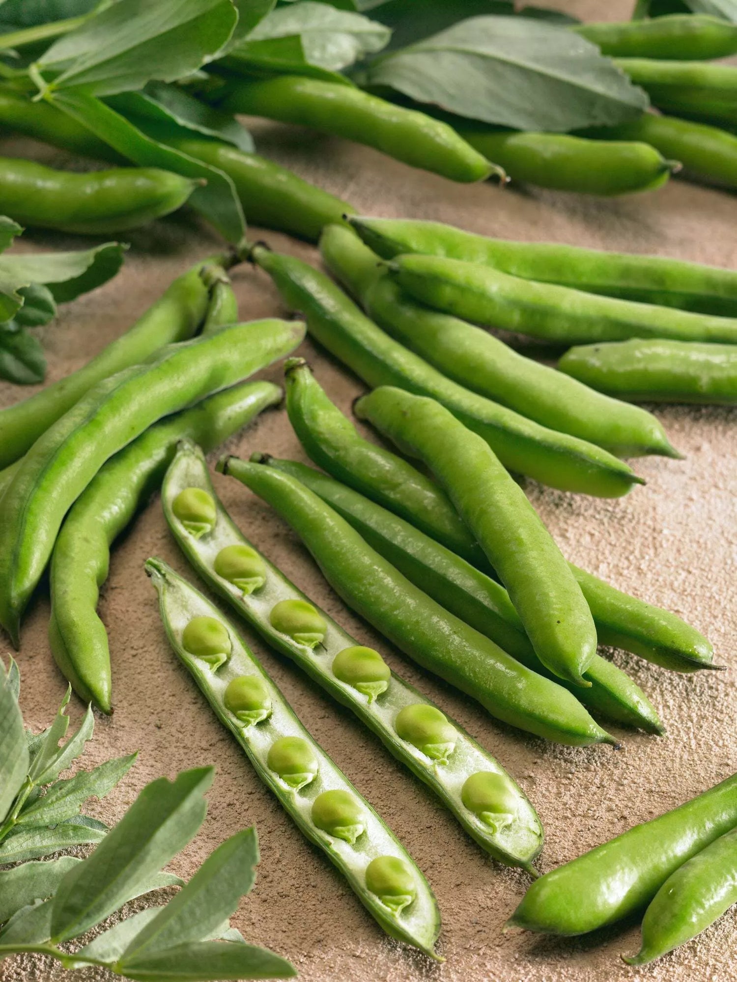 Bean Fava Aquadulce